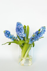 Blue hyacinths on a white background. A bouquet of spring flowers. Romantic floral background. Flat lay, top view.