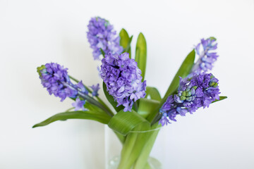Fototapeta premium Purple hyacinths on a white background. A bouquet of spring flowers. Romantic floral background. Flat lay, top view.
