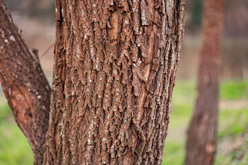 Fototapeta premium Textured tree bark close-up in a tranquil natural setting showcasing nature's beauty