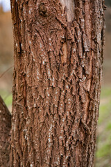 Textured bark of an old tree showcasing nature's intricate patterns in a forest