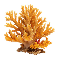 elkhorn coral on white background