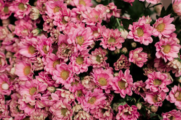 pink hydrangea flowers background
