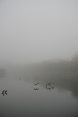 Mysticism of a foggy morning. Thin ice on a pond in January. Ducks. Willow trees on the shore. Reflection.