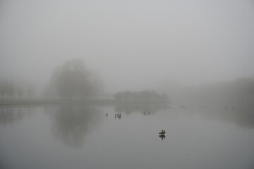 Naklejka premium Mysticism of a foggy morning. Thin ice on a pond in January. Ducks. Willow trees on the shore. Reflection.