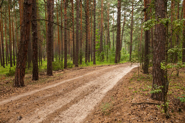 The road in the forest in summer