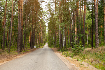 The road in the forest in summer