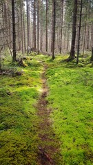 Obraz premium Hiking in the old Spruce Forests in Sweden and sleeping in old charcoal huts in 