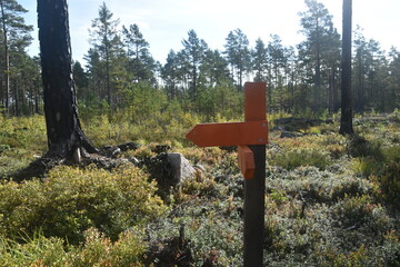 Hiking in the old Spruce Forests in Sweden and sleeping in old charcoal huts in 