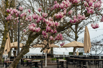 Blooming pink magnolia tree near the closed outdoor cafe. Early gloomy and rainy spring morning on the bank of the Geneva Lake. 