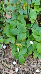 
Japanese anemone, Anémone du Japon hybride - Eriocapitella × hybrida - Ranunculaceae, Renonculacées
