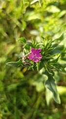 Cretan Vipersbugloss, Vipérine du Midi, Vipérine de Crète - Echium creticum - Boraginaceae, Boraginacées