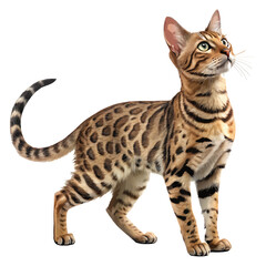 Exotic Bengal cat with vibrant spotted fur pattern, standing full body on a white background, elegant and graceful domestic pet