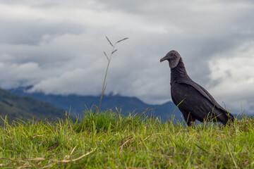 Colombian Andean black vulture in the wild. Andes Mountains. Tierradentro, Inza, Cauca, Colombia.