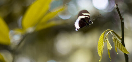 Defocused, blurred, beautiful and dreamy picture of a flying butterfly. Botanical park of Armenia, Quindio, Colombia.