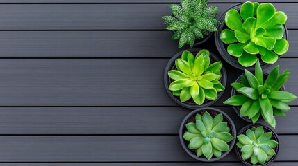 Botanical Beauty: a cluster of vibrant succulent plants artfully arranged in dark pots upon a textured wooden surface. Experience the simplicity of nature's geometry, evoking calm.
