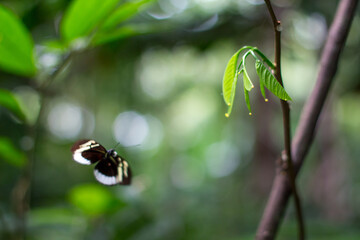 Defocused, blurred, beautiful and dreamy picture of a flying butterfly. Botanical park of Armenia, Quindio, Colombia.