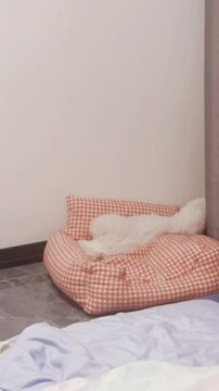 A fluffy white Bichon Frise dog playing on a red and white checkered pillow, cute fluffy Bichon frise puppy playing inside on a pillow