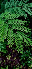 green fern leaves 