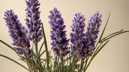 Obraz premium Soft Arrangement of Blooming Lavender on Cream Background – Serene Floral Display