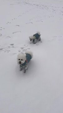 Two small, white Bichon frise dogs dressed in matching gray outfits playing outside on a snowing surface in winter season 