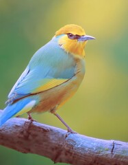 Fototapeta premium Brilliant firefly bird perched gracefully on a branch amidst lush greenery in the early morning light