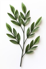 Fototapeta premium sprig of deep green leaves elegantly arranged against stark white background