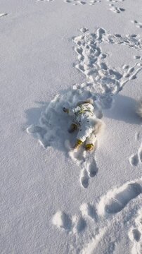 Cute Bichon frise puppy playing outside on a snowy surface with snow, winter season, Bichon frise dog enjoying outside 