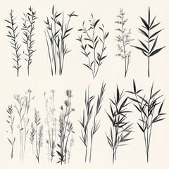 Obraz premium Twelve Ink Drawings of Various Grasses and Wildflowers