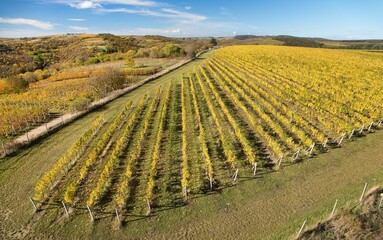 vineyard, autumn in the vineyard yellow coloured