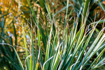 grasses and leaves  in the wind