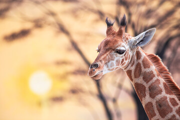 Young giraffe against sunset. Photography taken in zoo