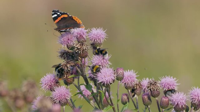 Admiral butterfly - Red Admiral - Vanessa atalanta