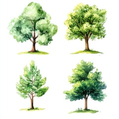 Watercolor Painting of Four Different Trees