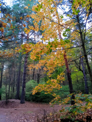 Maple tree with colorful leaves in autumn forest, nature beauty, serene atmosphere