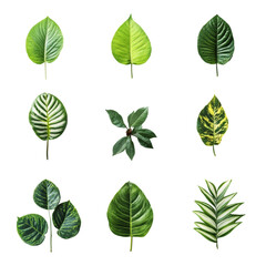 Collection Of Green Leaves With Varied Textures And Patterns On Black Background, keywords [leaves, green leaves, foliage, tropical leaves, plant