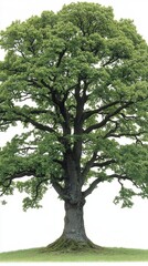 Large Green Oak Tree Isolated on White Background