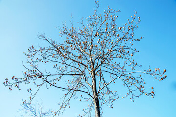 tree branches against blue sky