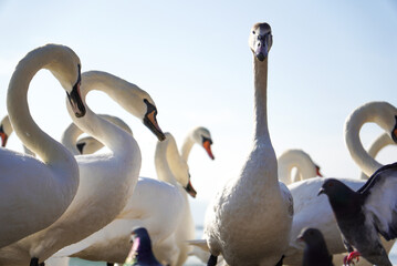 Many adult swans (Cygnus olor) and one young swan in the middle of the beach. Attraction on the city beach. Beautiful picture for a background.