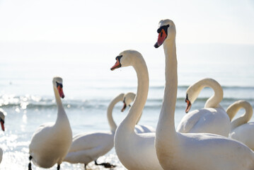 Many swans (Cygnus olor) swimming in the Black Sea. Attraction on the city beach. Beautiful picture for background.