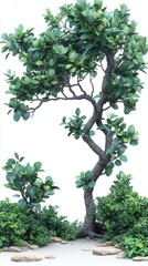 Lush Green Tree and Shrubbery on White Background