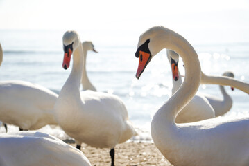 Many adult swans (Cygnus olor) and one swimming in the Black Sea. Attraction on the city beach. Beautiful picture for background.