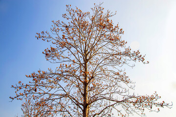 tree branches against blue sky