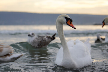 Portrait of a swan (Cygnus olor) in the waters of the Black Sea. In focus. In the background seagulls in the water. Beautiful picture for a background.