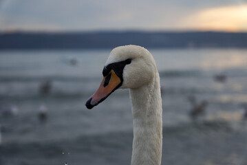 Fototapeta premium Portrait of a swan (Cygnus olor) in the waters of the Black Sea. In focus. Beautiful picture for a background.