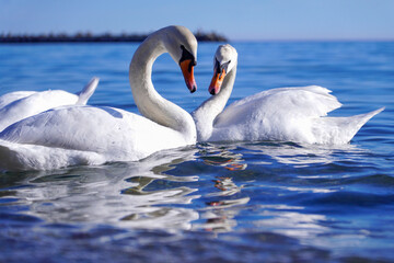 Obraz premium Two swans (Cygnus olor) swimming in the Black Sea. They form a heart. Reflection in the water. Love. Beautiful picture for a background.