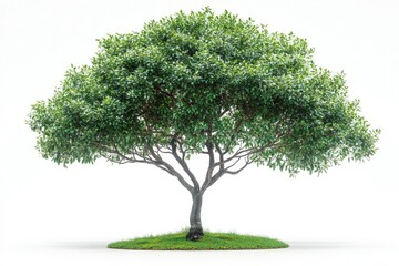 Lush Green Tree Isolated on White Background