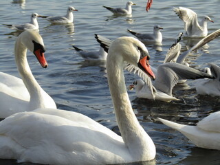Two swans (Cygnus olor) swimming in the Black Sea. In focus. In the background many seagulls.