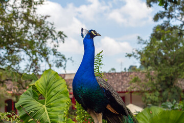 Naklejka premium Closeup portrait of a peacock, Manizales, Colombia.