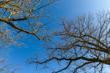 Branches of oak tree, without leaves against blue sky. Spring landscape