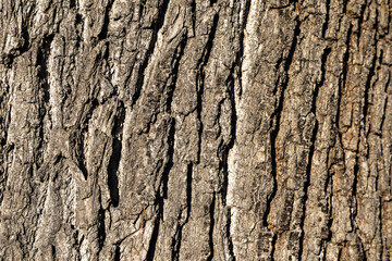 Oak bark, natural texture of tree trunk. Background